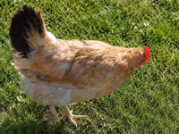 Chickens — Foto 1