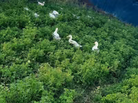Chickens — foto 6