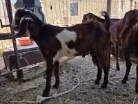 عنزة, Nubian Goat — الصورة 3