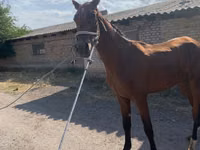 Caballo, Horse breed — foto 1
