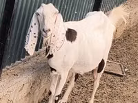 Ешкі, Beetal goats — 1-сурет