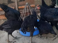 Chickens — الصورة 1