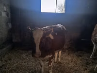 Vaca, Simmental cattle — foto 4
