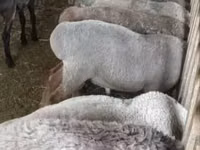 Schafe (Partie, Geschlecht nicht angegeben), Schafe — Foto 3
