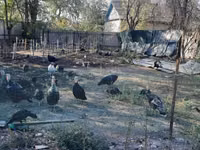 Turkeys — الصورة 2