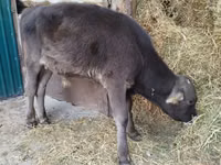 सांड, Swiss cattle — फ़ोटो 7
