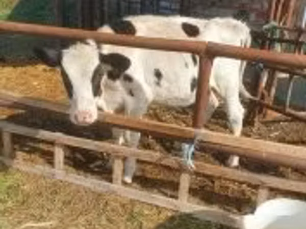 Cow, Simmental cattle