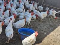 Chickens — foto 2