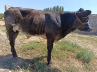 公牛, Cattle — 照片 2