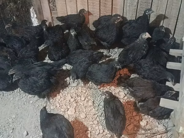 Chickens — Kirgisistan