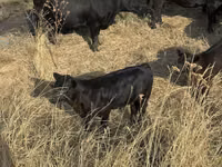 公牛, Aberdeen-Angus — 照片 1