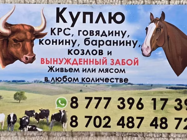 Stute, Horse breed