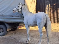 حصان, Arabian horse — الصورة 3