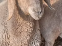 Qoʻy, Edilbay sheep — 1-rasm