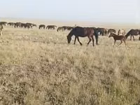 Stute, Kazakh horse — Foto 2