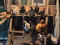 Chickens — Foto 1