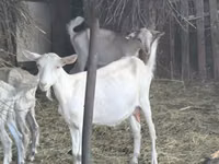 Goat, Alpine goat — photo 2