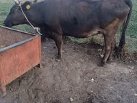 母牛, Cattle — 照片 3
