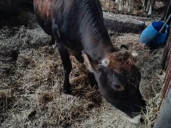 Cow, Cattle