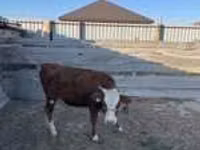 गाय, Latvian Blue cattle — फ़ोटो 1