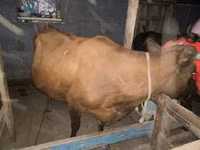 गाय, मवेशी — फ़ोटो 1