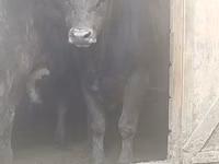 公牛, Aberdeen-Angus — 照片 5