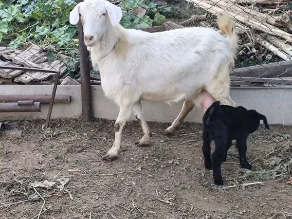 عنزة, Saanen goat