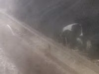 Schafe (Partie, Geschlecht nicht angegeben), Schafe — Foto 1