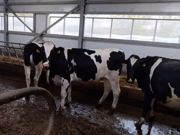 Kuh, Holstein-Rasse