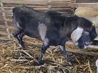 Ziegenbock, Nubian Goat — Foto 1