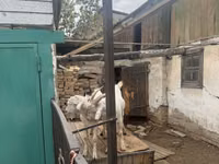 تيس, Saanen goat — الصورة 3