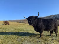 ثور, Highland — الصورة 1