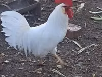Leghorn — Foto 3