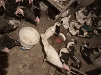 Turkeys — foto 5