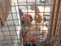 Chickens — الصورة 4