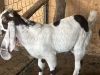 تيس, Nubian Goat — الصورة 1