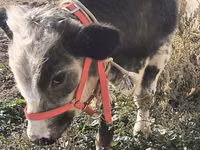 公牛, Belgian Blue — 照片 1