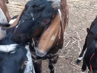 Ziegenbock, Nubian Goat — Foto 4