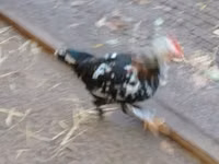 Chickens — الصورة 3