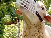 Намордник‑ограничитель пастьбы для овец/коз - Назначение — сүрөт 2
