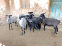 Schaf, Romanov sheep — Foto 6