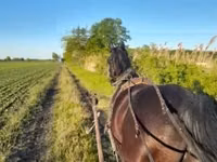 Hengst, Nonius horse — Foto 1