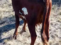 Kuh, Latvian Blue cattle — Foto 2