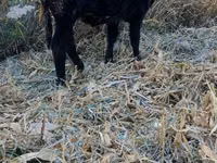 Bulle, Swiss cattle — Foto 4