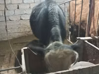 Kuh, Latvian Blue cattle — Foto 5