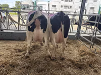 Kuh, Holstein-Rasse — Foto 2