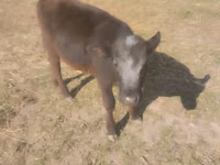 公牛, Swiss cattle — 照片 5