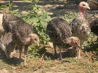 Turkeys — foto 2