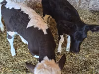 母牛, Russian Black pied cattle — 照片 3