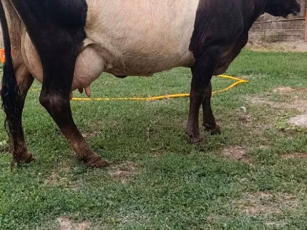Vaca, Ganado vacuno